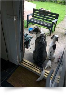 Pettime Petcare Dogs in doorway